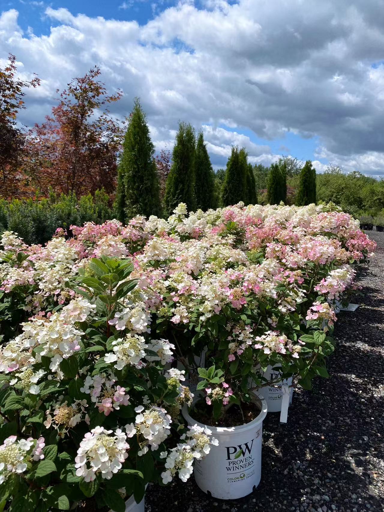 Hydrangea paniculata Quick Fire®