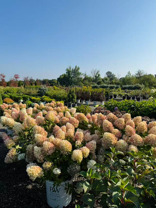 Hydrangea paniculata Quick Fire Fab