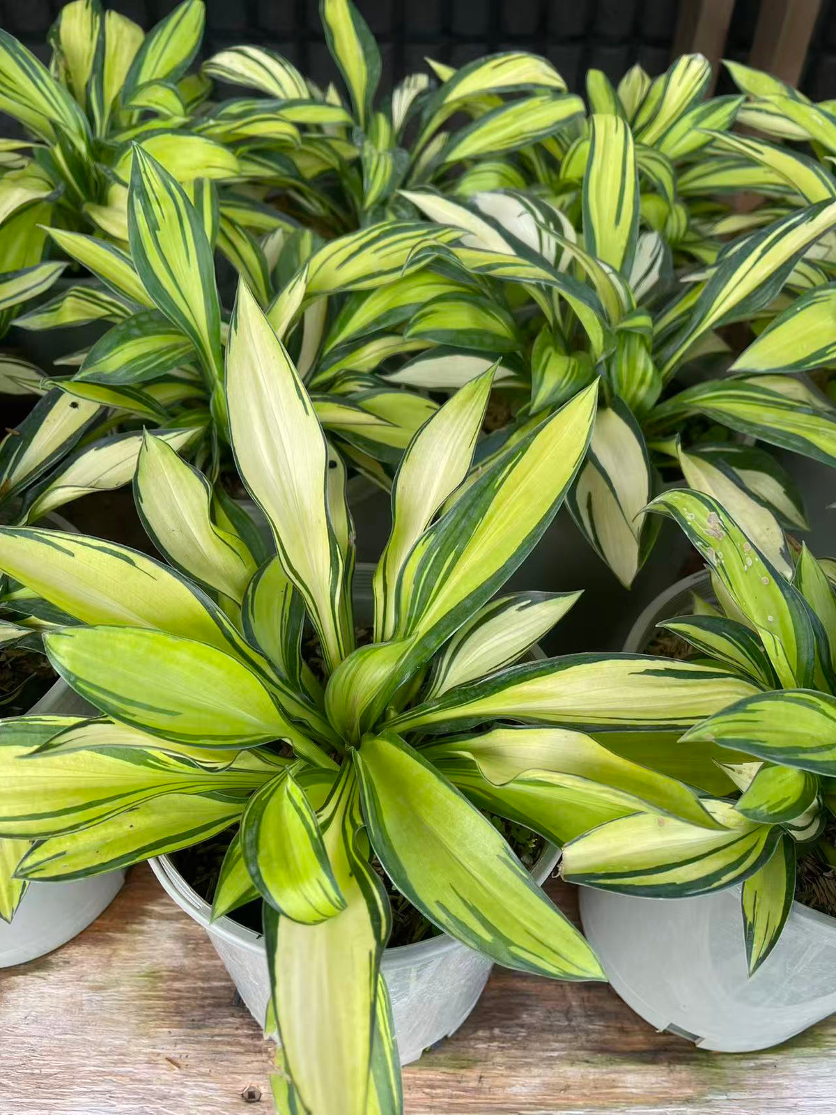 Hosta 'Rainbow's End'