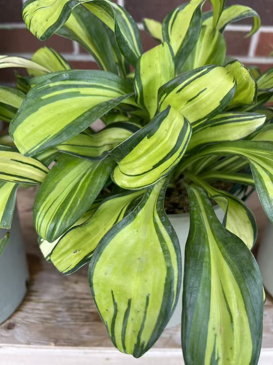 Hosta 'Rainbow's End'