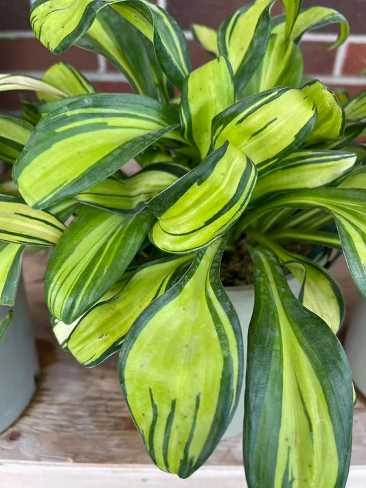 Hosta 'Rainbow's End'
