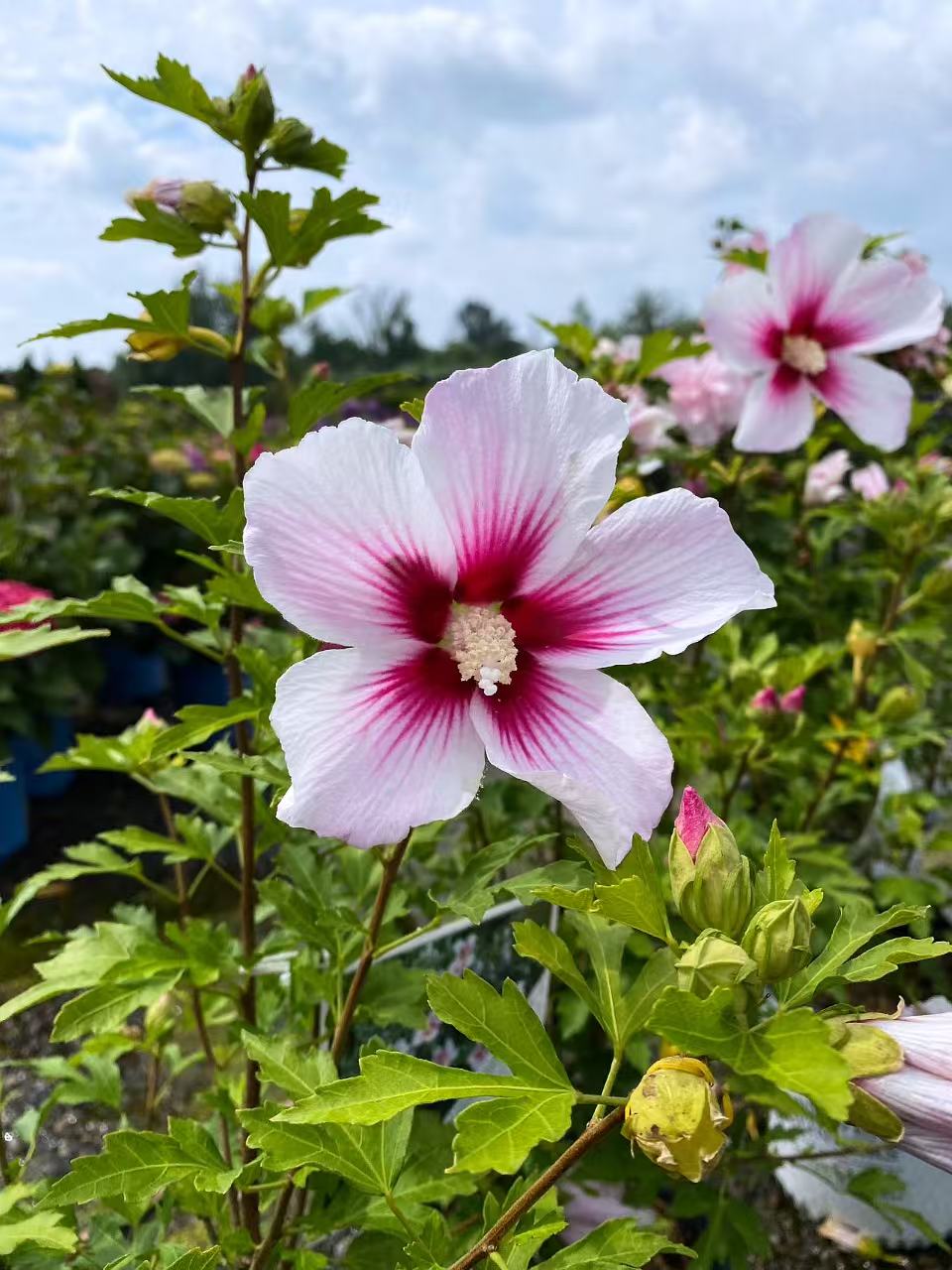 Rose of Sharon 'Purple Pillar' Std