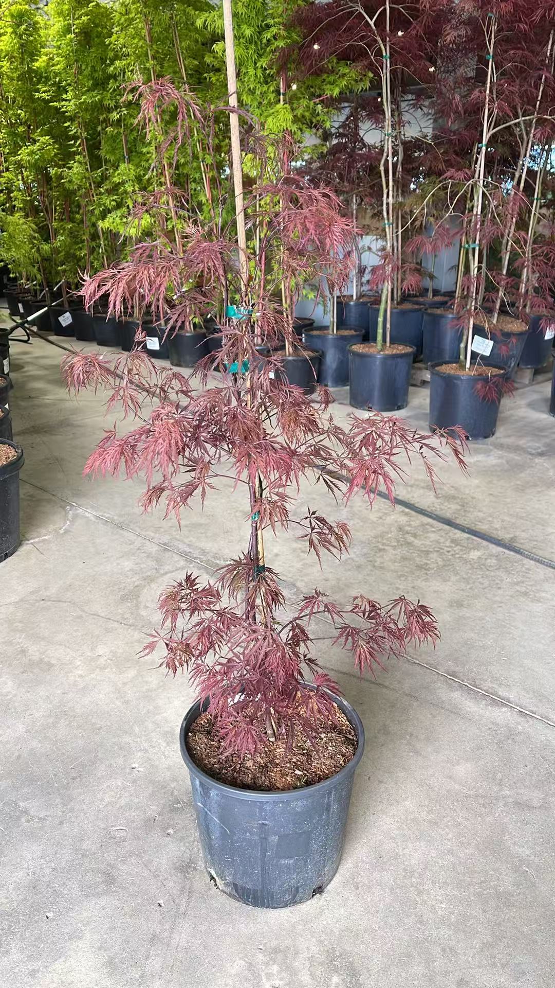 Acer Palmatum Dissectum 'Red Dragon' – zforcefarm