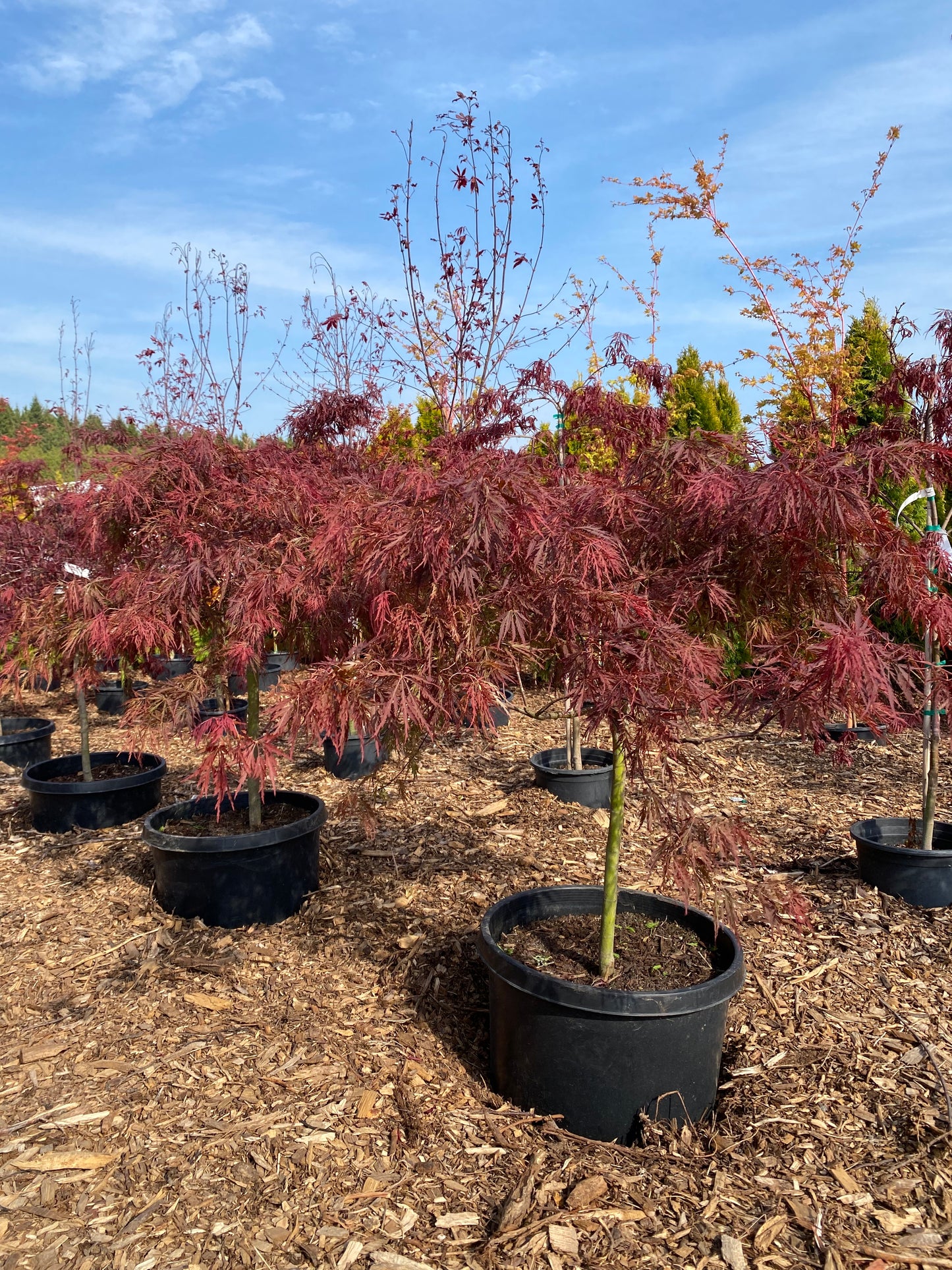 Acer Palmatum Dissectum 'Red Dragon'
