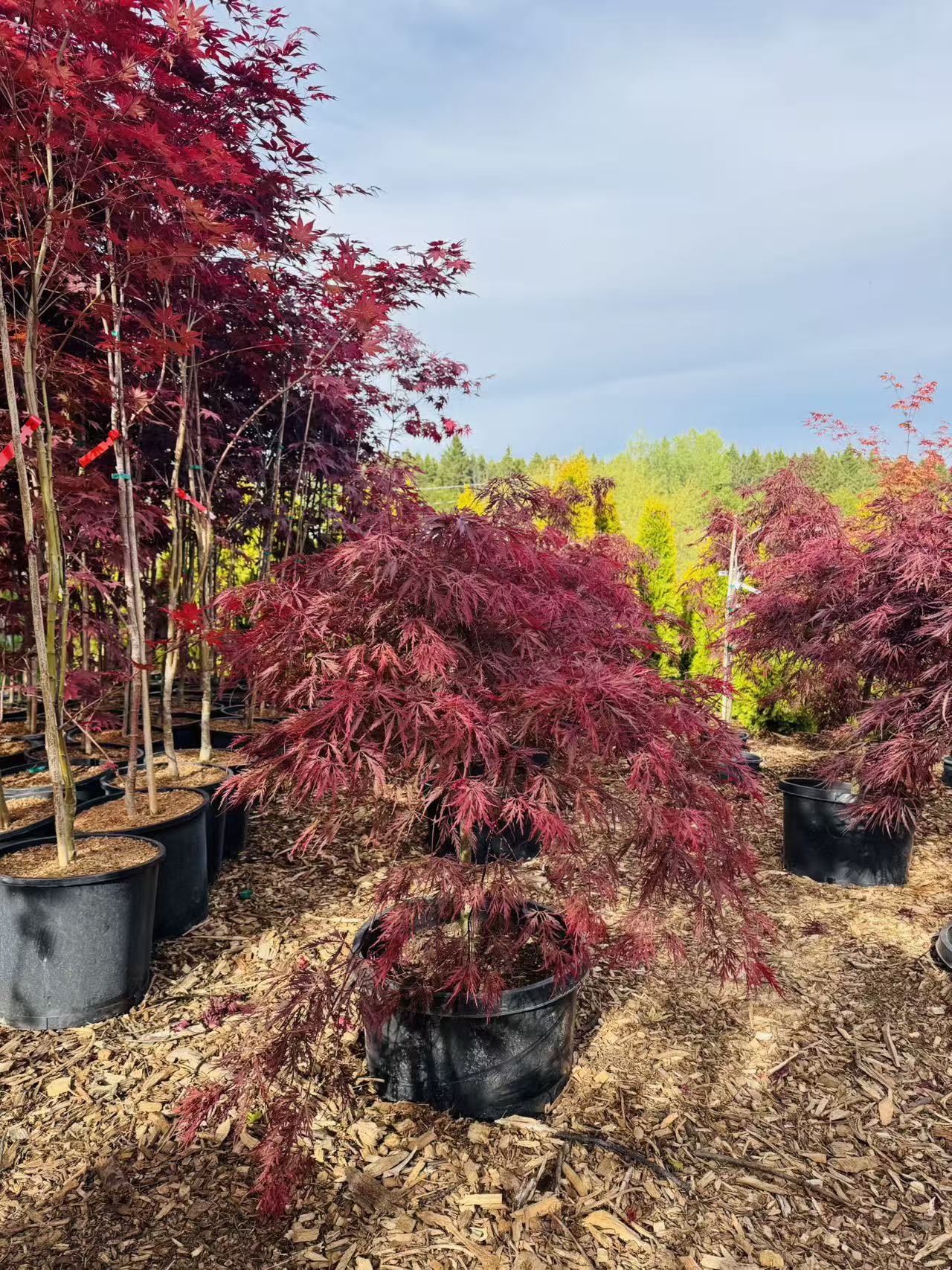 Acer Palmatum Dissectum 'Red Dragon' – zforcefarm