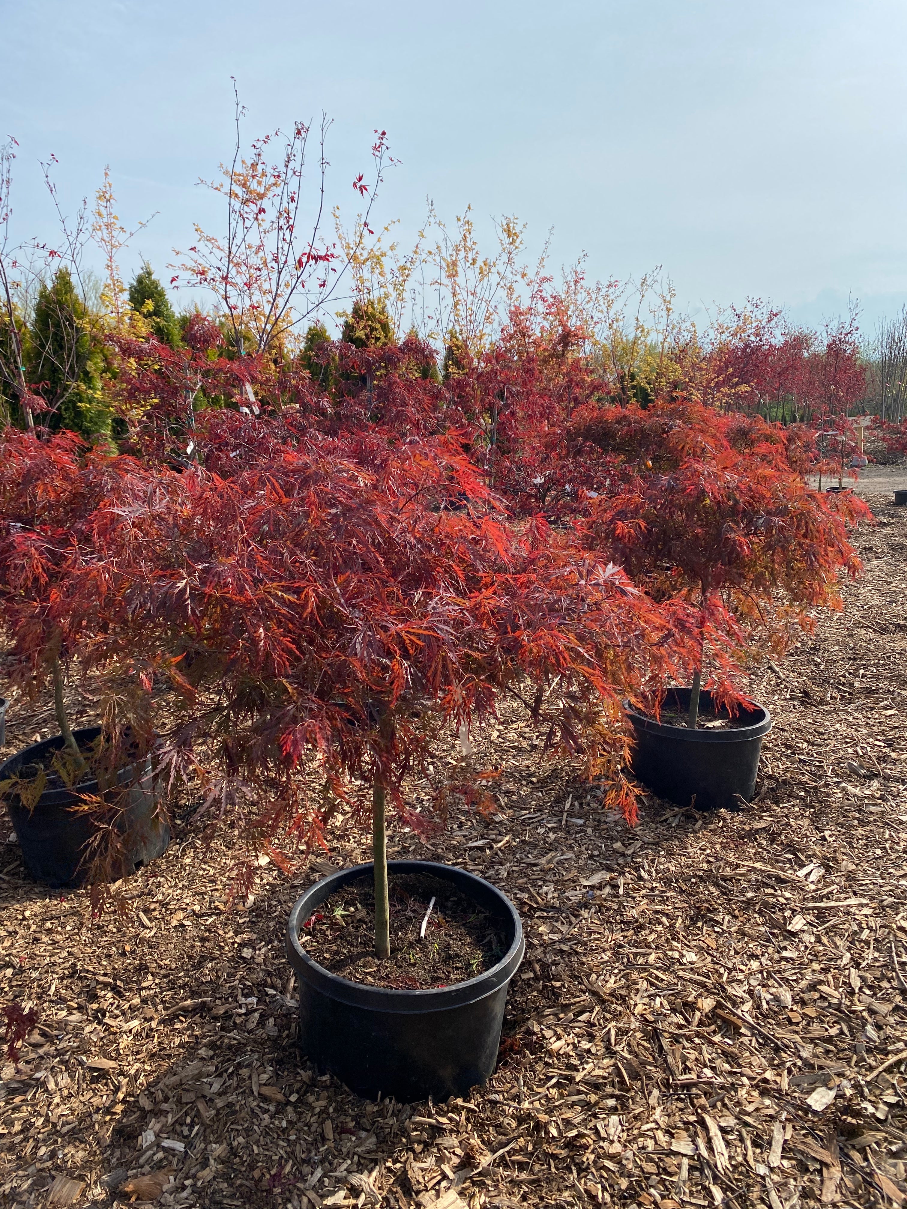 Acer Palmatum Dissectum 'Red Dragon' – zforcefarm