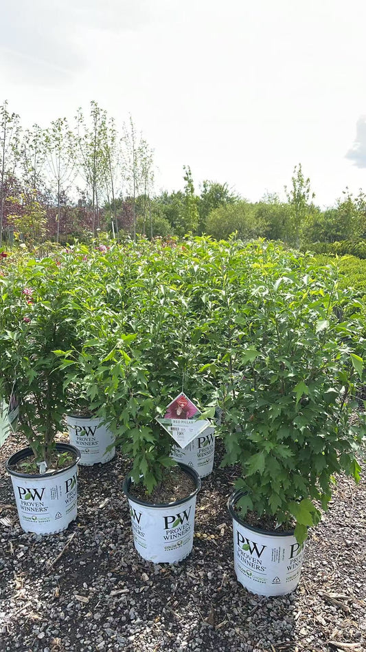 Rose of Sharon Red Pillar