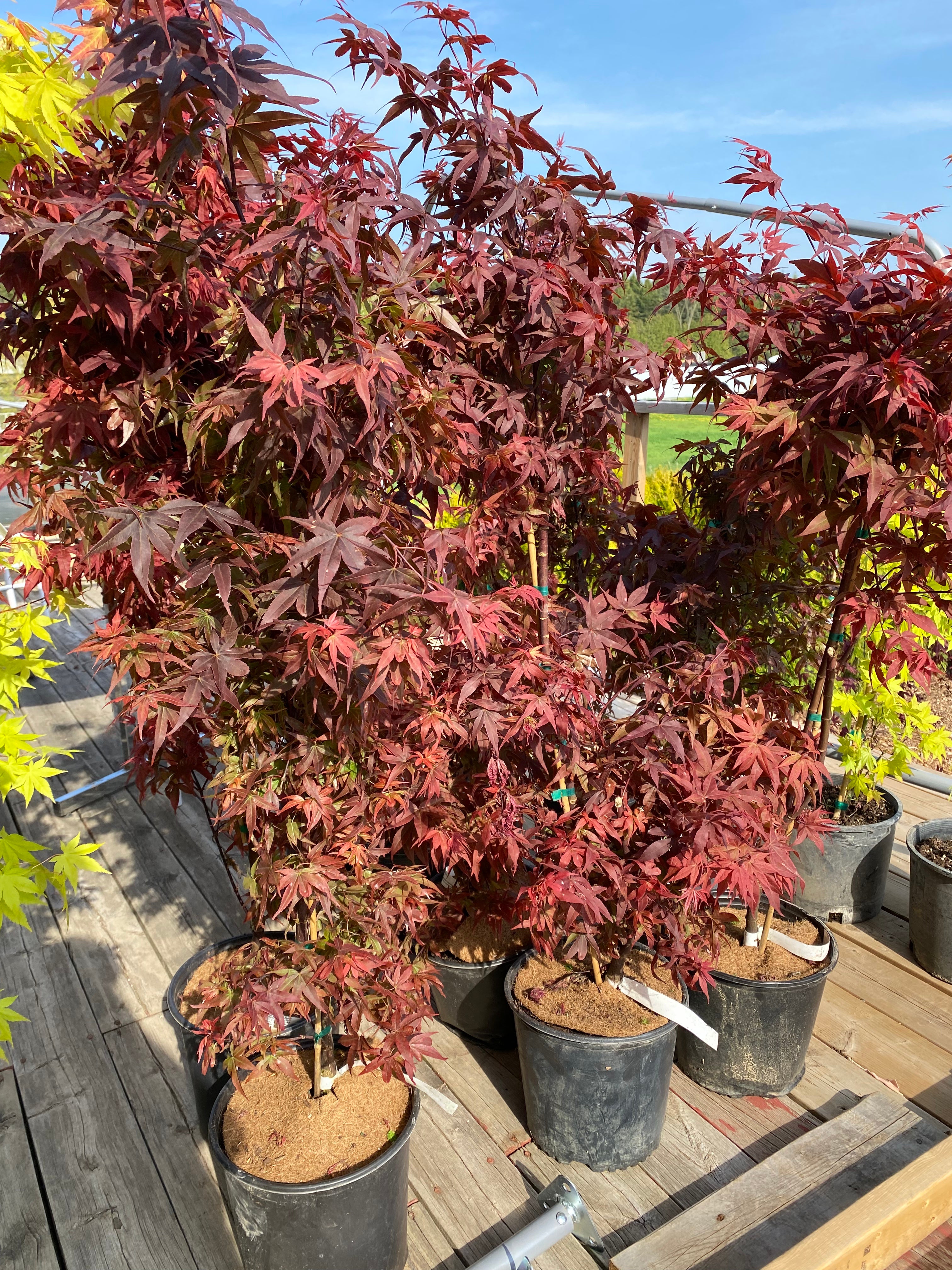 Acer Shirasawanum Twombly's Red Sentinel' – zforcefarm