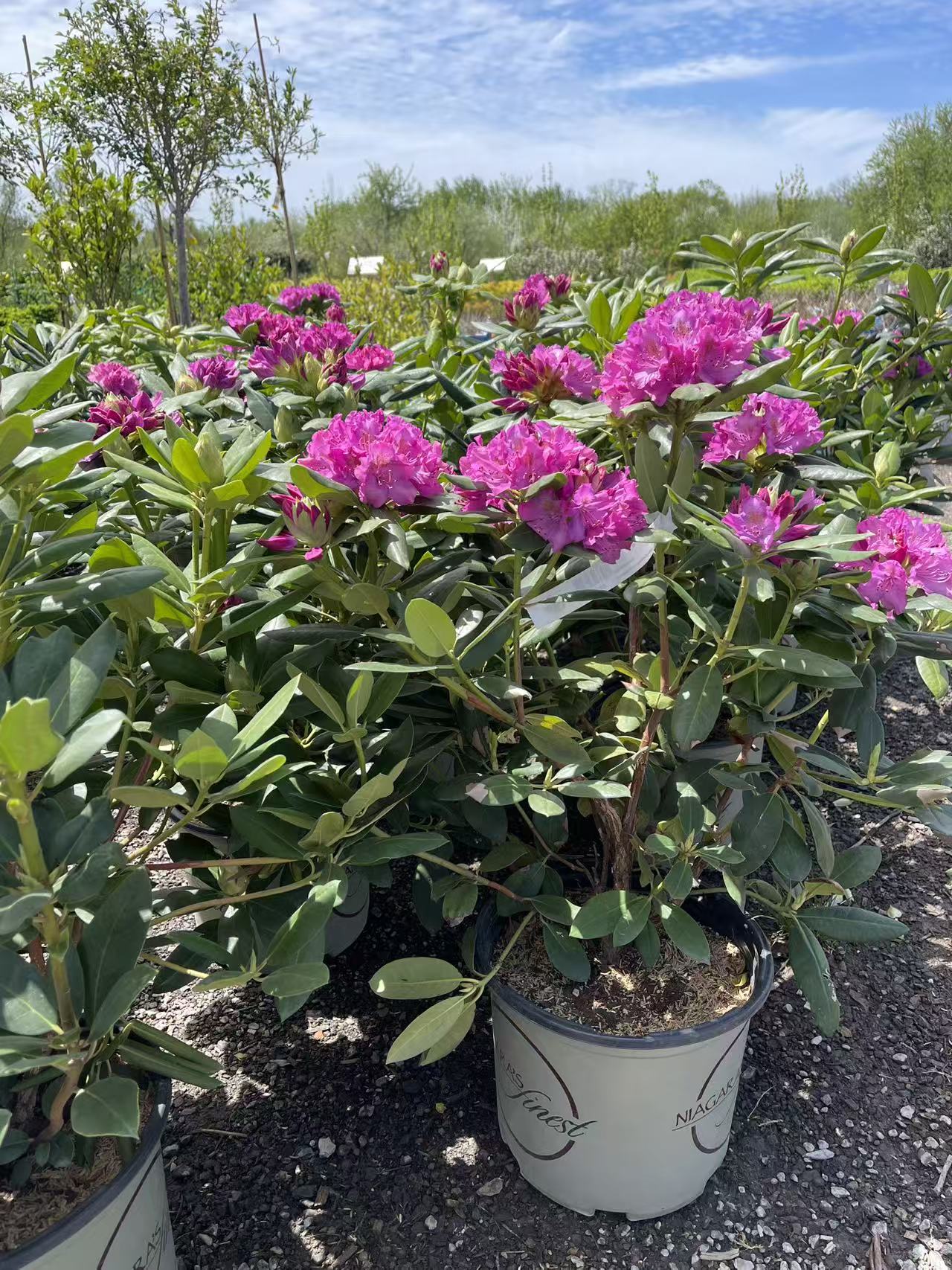 Roseum Elegans Pink Rhododendron