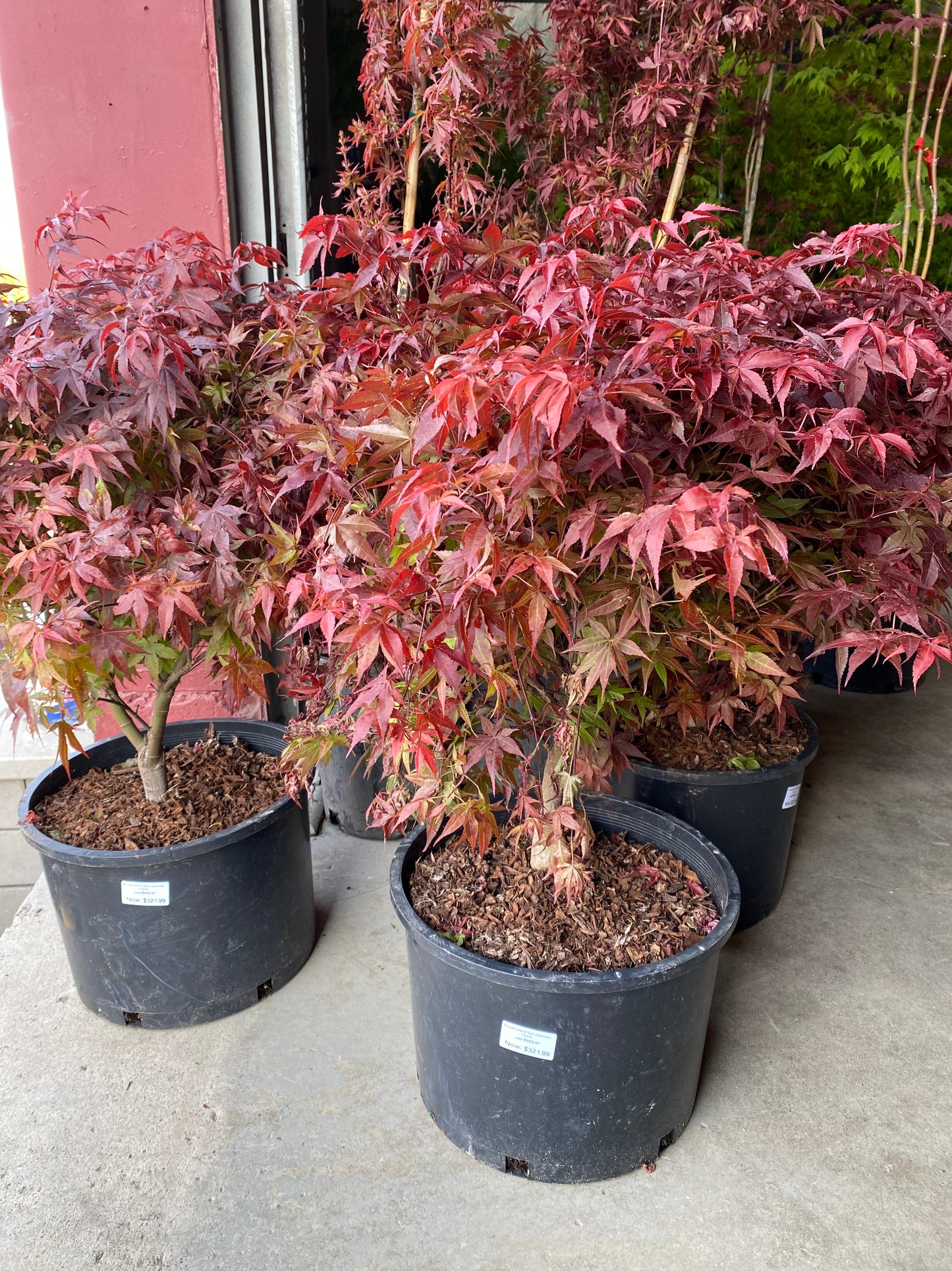 Rhode Island Red Japanese Maple (Acer palmatum 'Rhode Island Red')