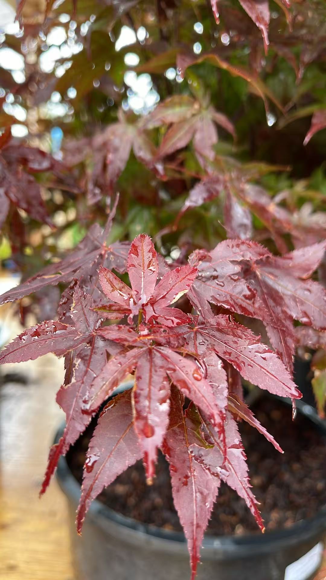 Rhode Island Red Japanese Maple (Acer palmatum 'Rhode Island Red')