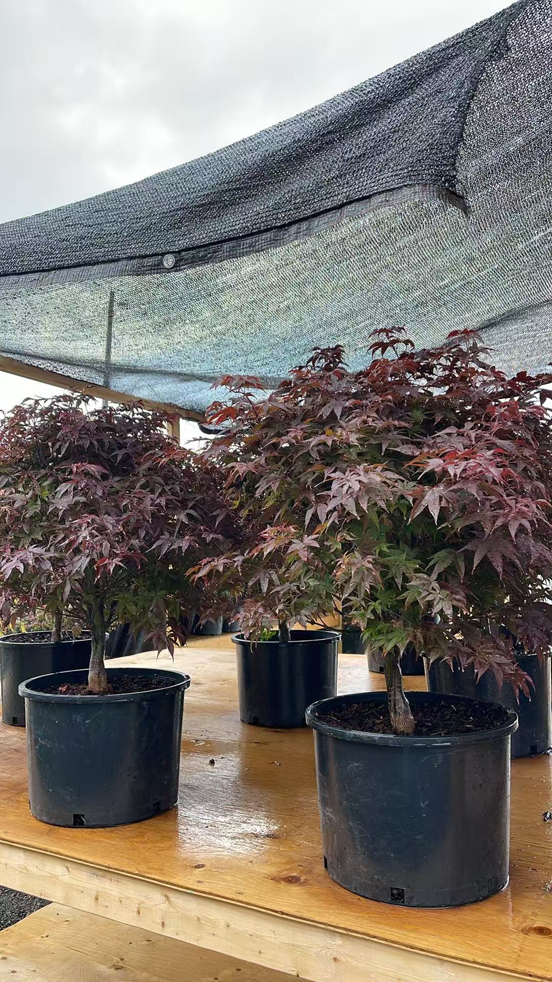 Rhode Island Red Japanese Maple (Acer palmatum 'Rhode Island Red')