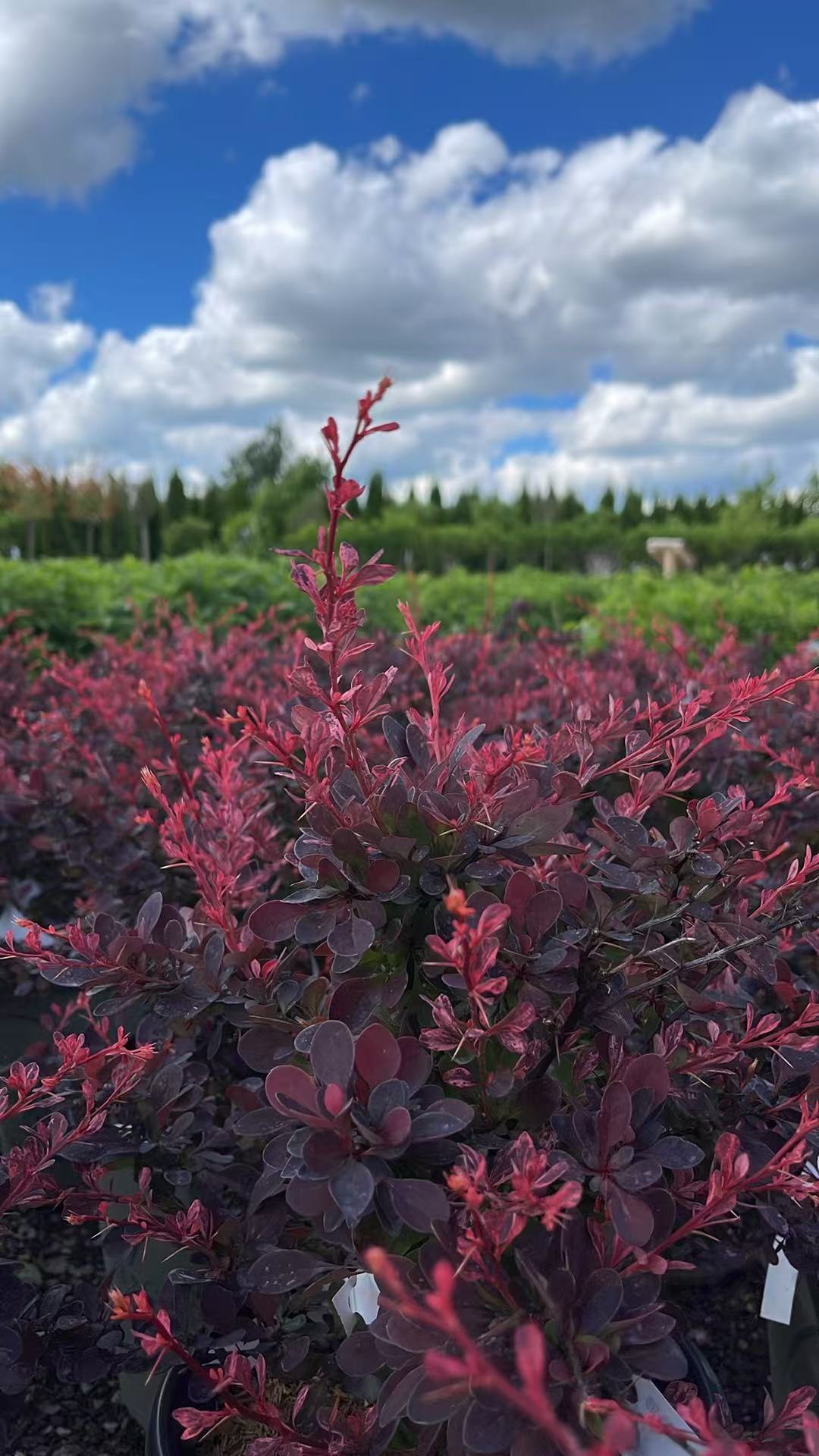 Rose Glow Barberry