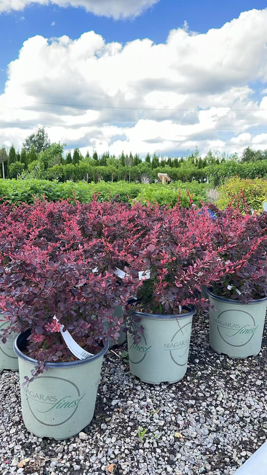 Rose Glow Barberry