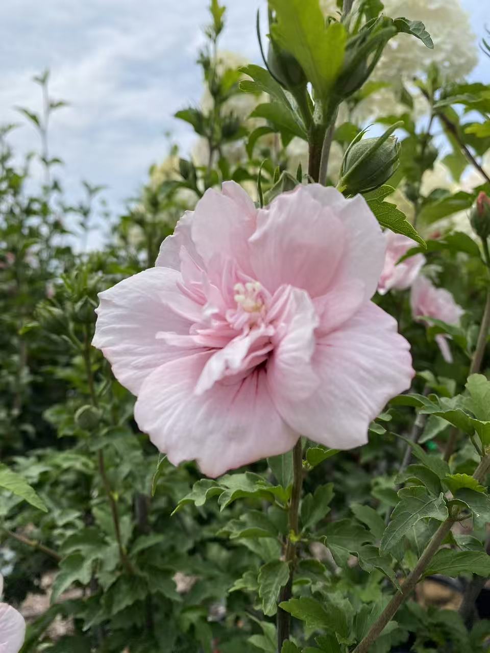 Rose of Sharon ‘Pink Chiffon' Std
