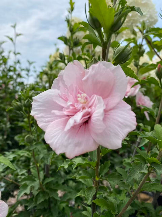 Rose of Sharon ‘Pink Chiffon' Std