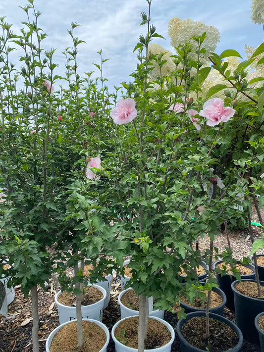 Rose of Sharon ‘Pink Chiffon' Std