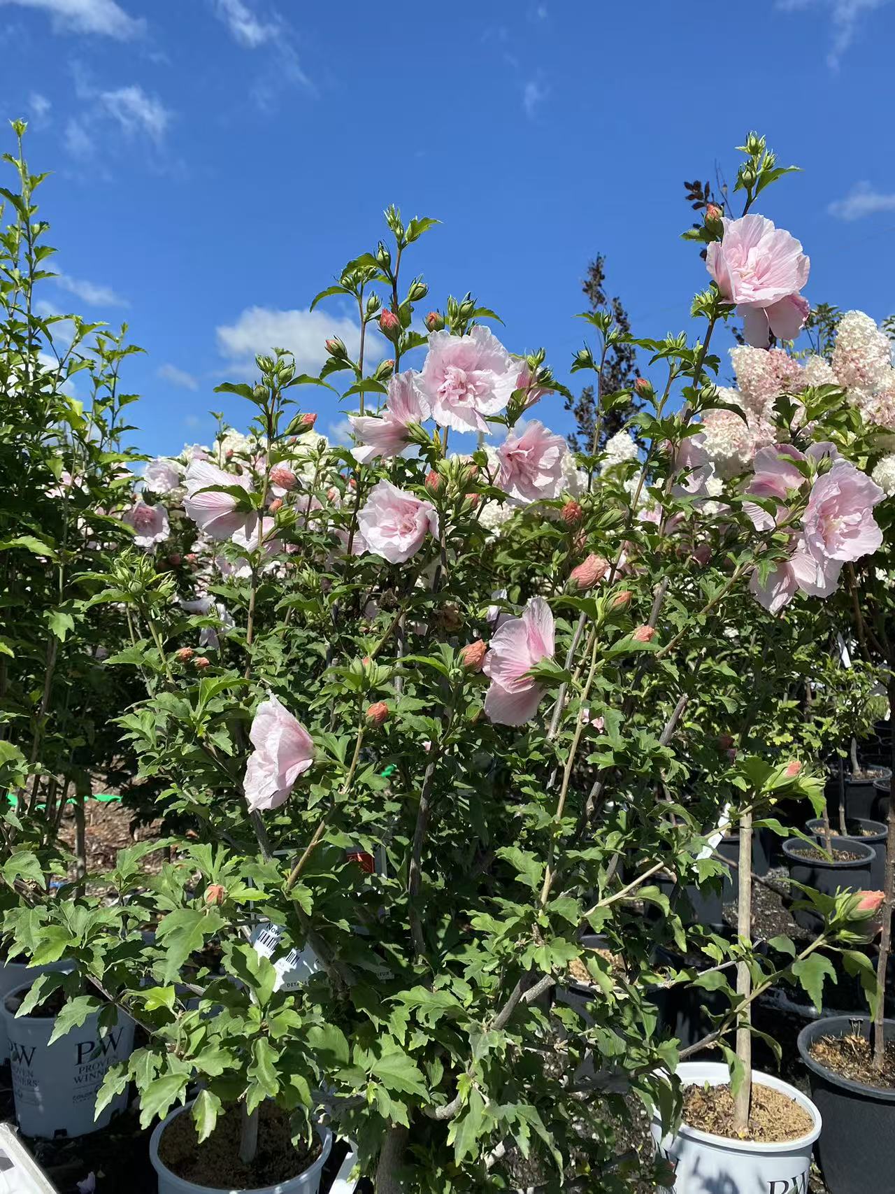 Rose of Sharon ‘Pink Chiffon' Std