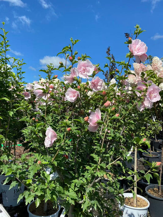 Rose of Sharon ‘Pink Chiffon' Std