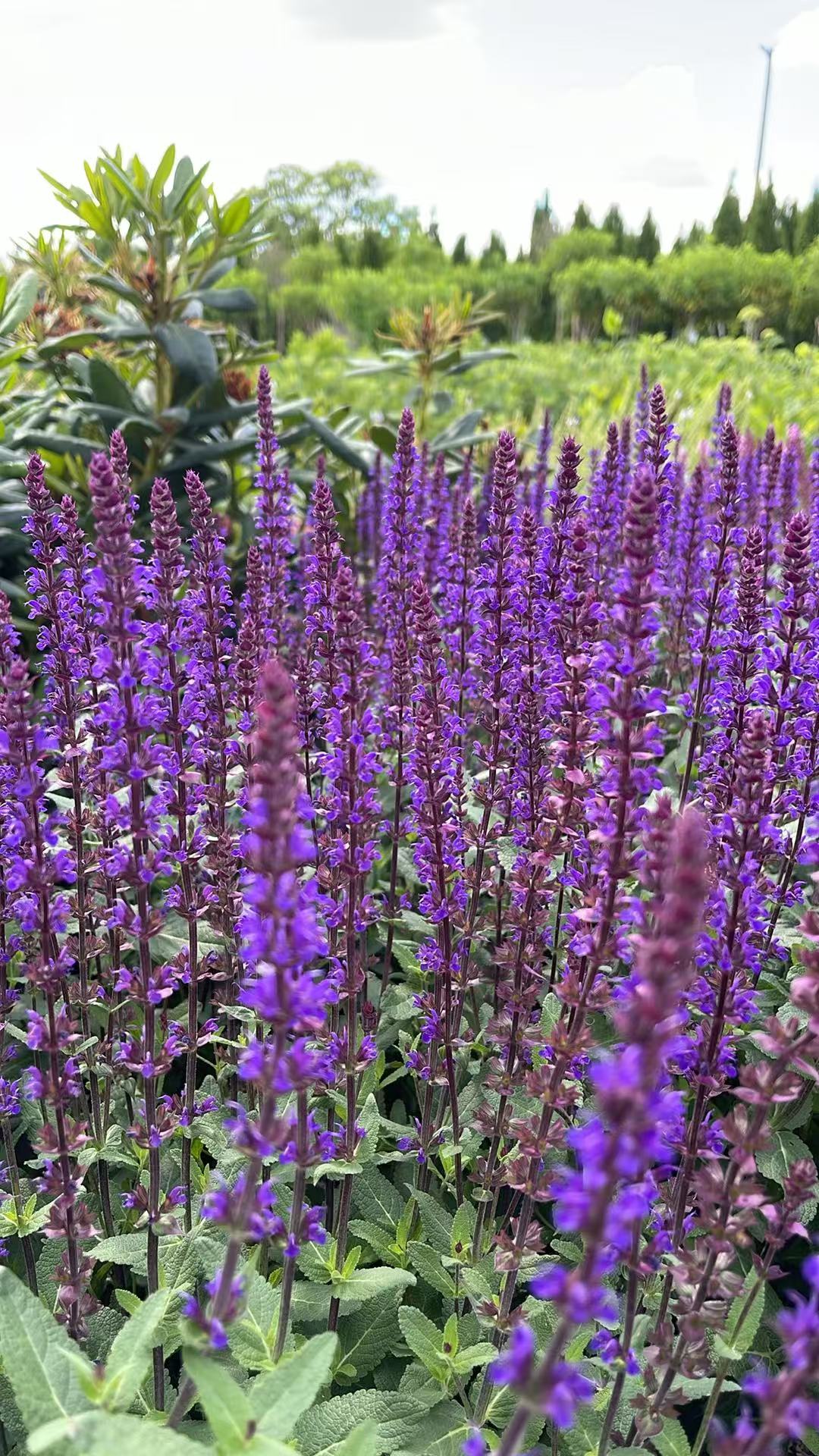 Salvia Caradonna