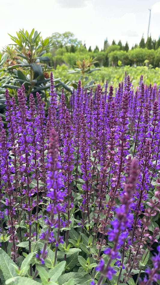 Salvia Caradonna