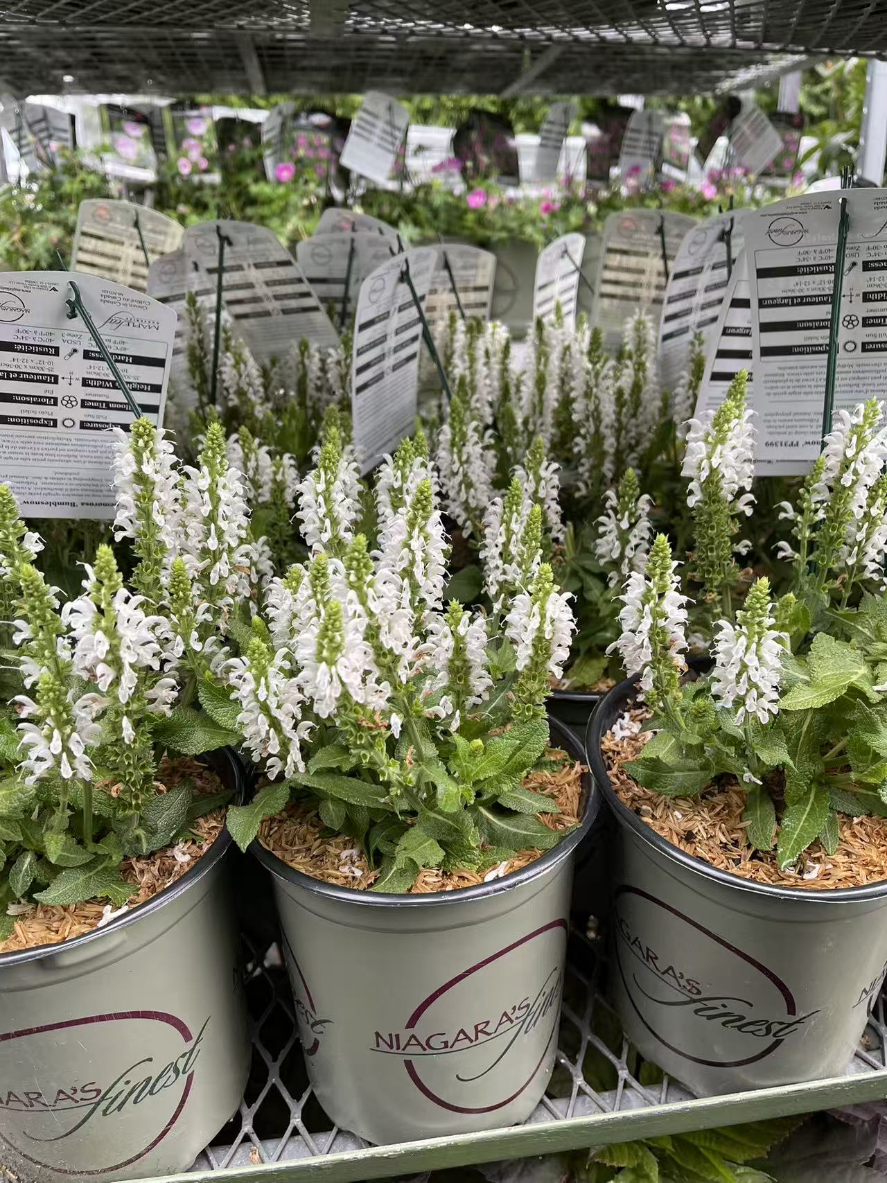 Salvia Bumblesnow