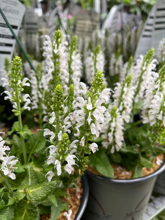 Salvia Bumblesnow