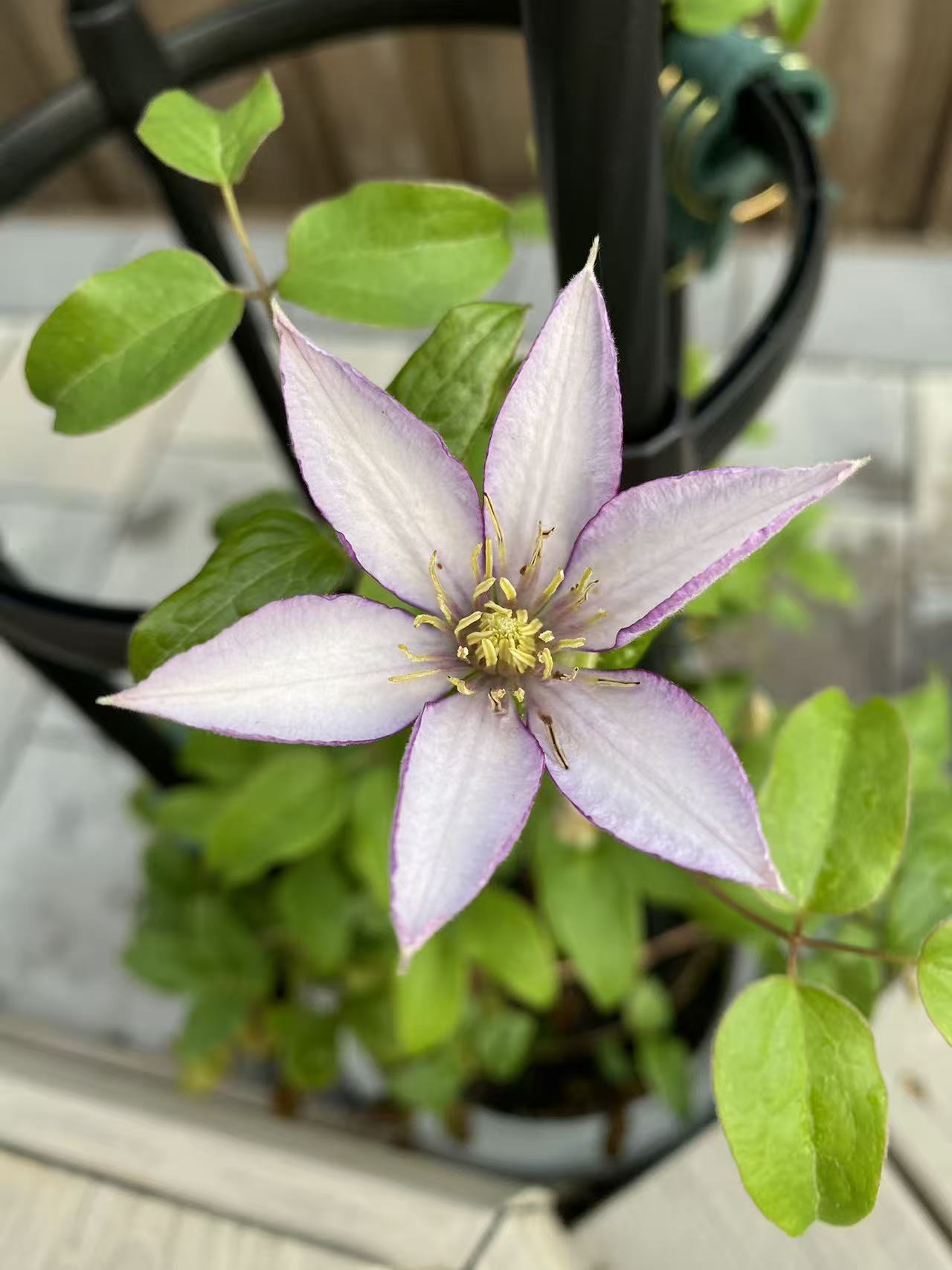 Clematis 'Samaritan Jo'