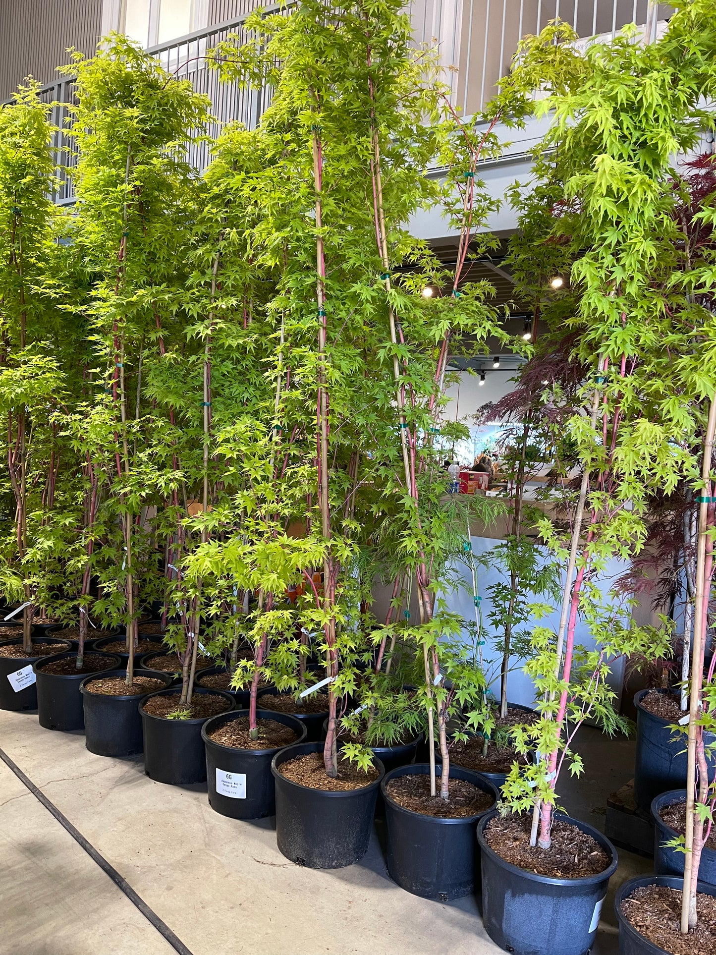 Acer Palmatum Sango-kaku