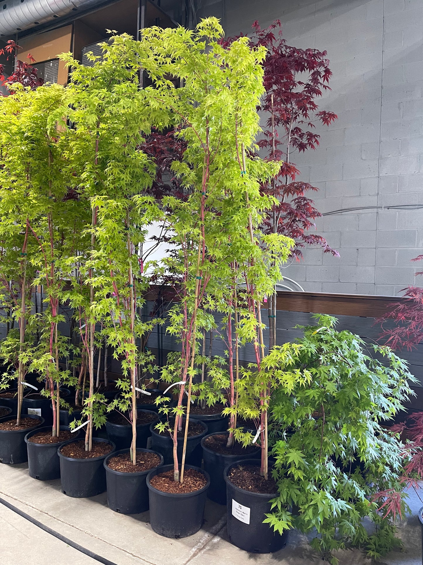 Acer Palmatum Sango-kaku