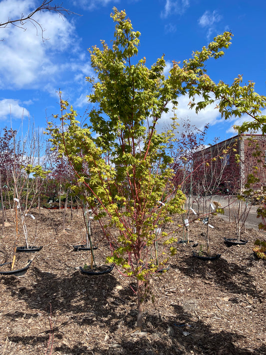 Acer Palmatum Sango-kaku