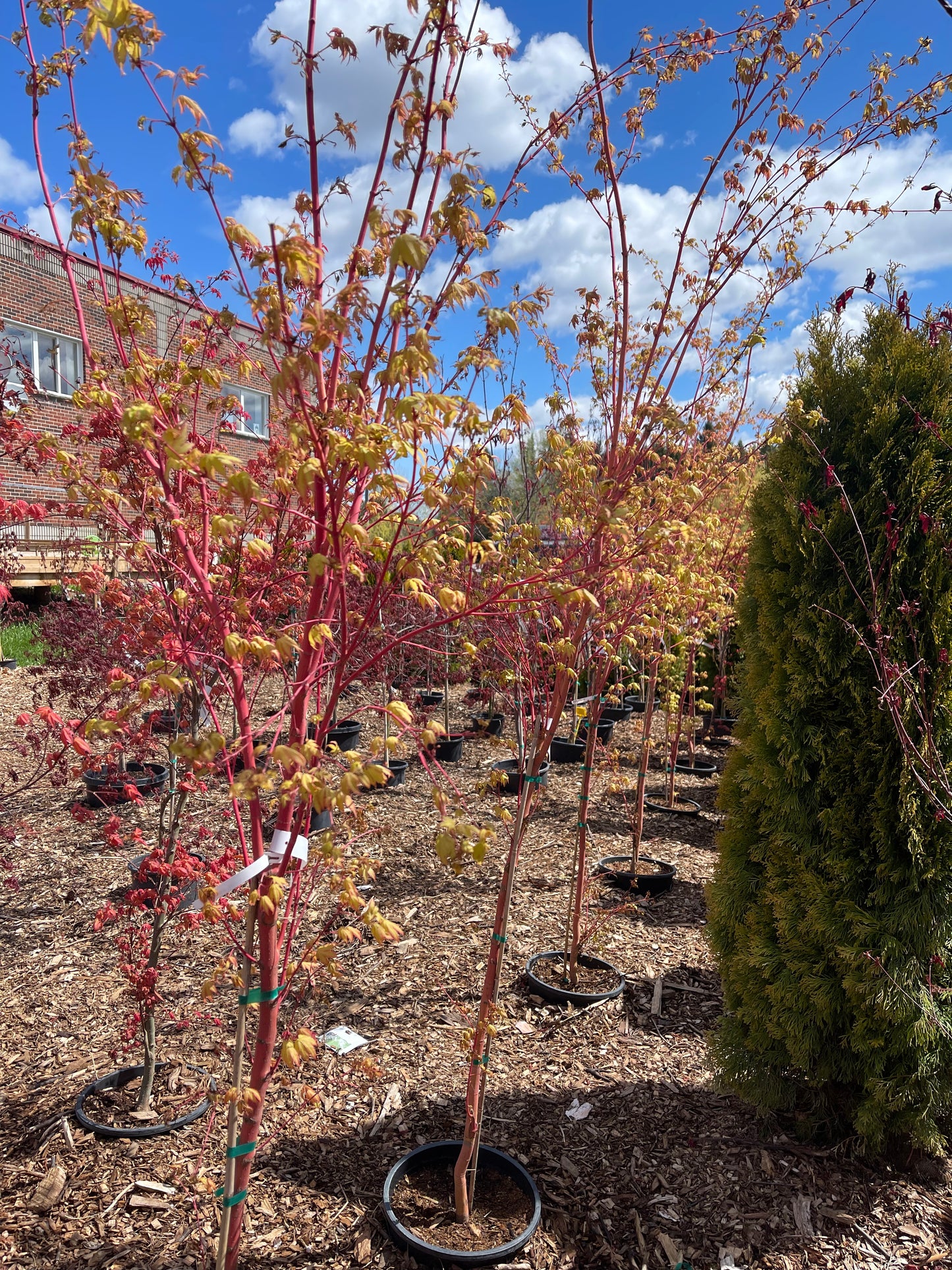 Acer Palmatum Sango-kaku