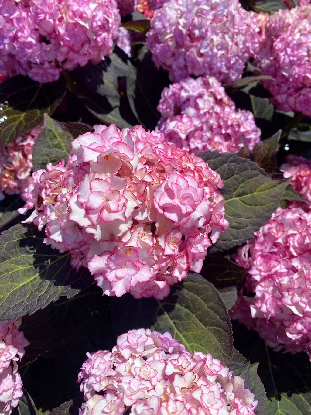 Hydrangea macrophylla 'Miss Saori'