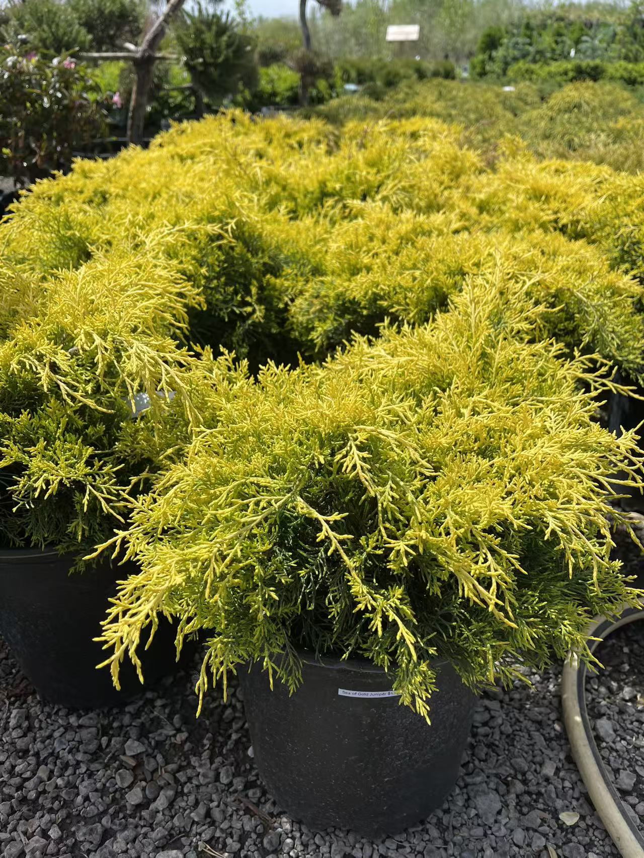 Sea Of Gold Juniper