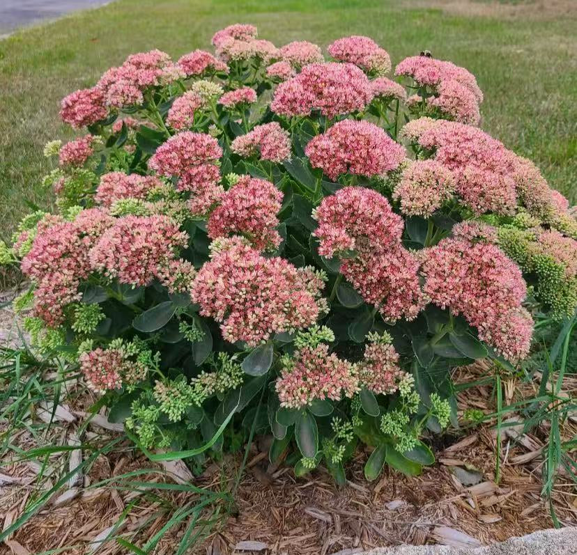 Sedum 'Autumn Joy'