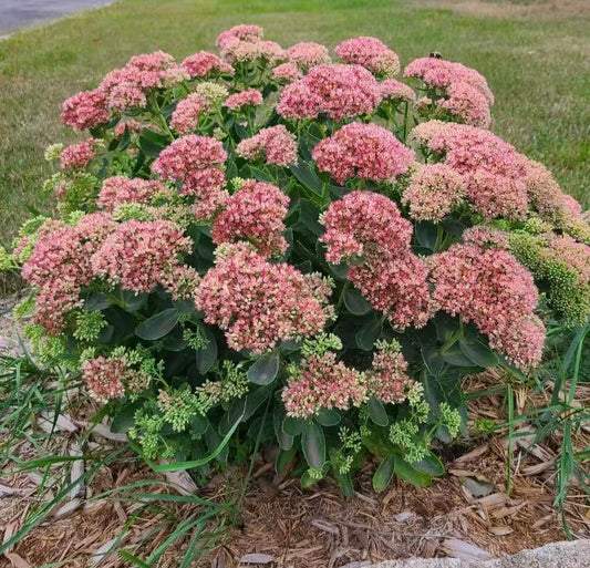Sedum 'Autumn Joy'