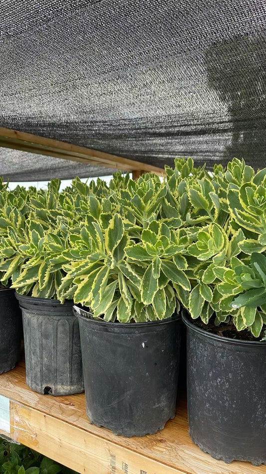 Sedum 'Frosted fire'