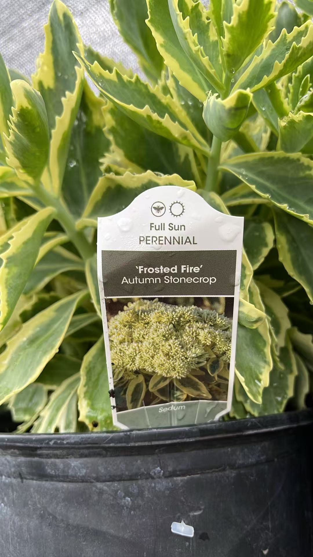 Sedum 'Frosted fire'