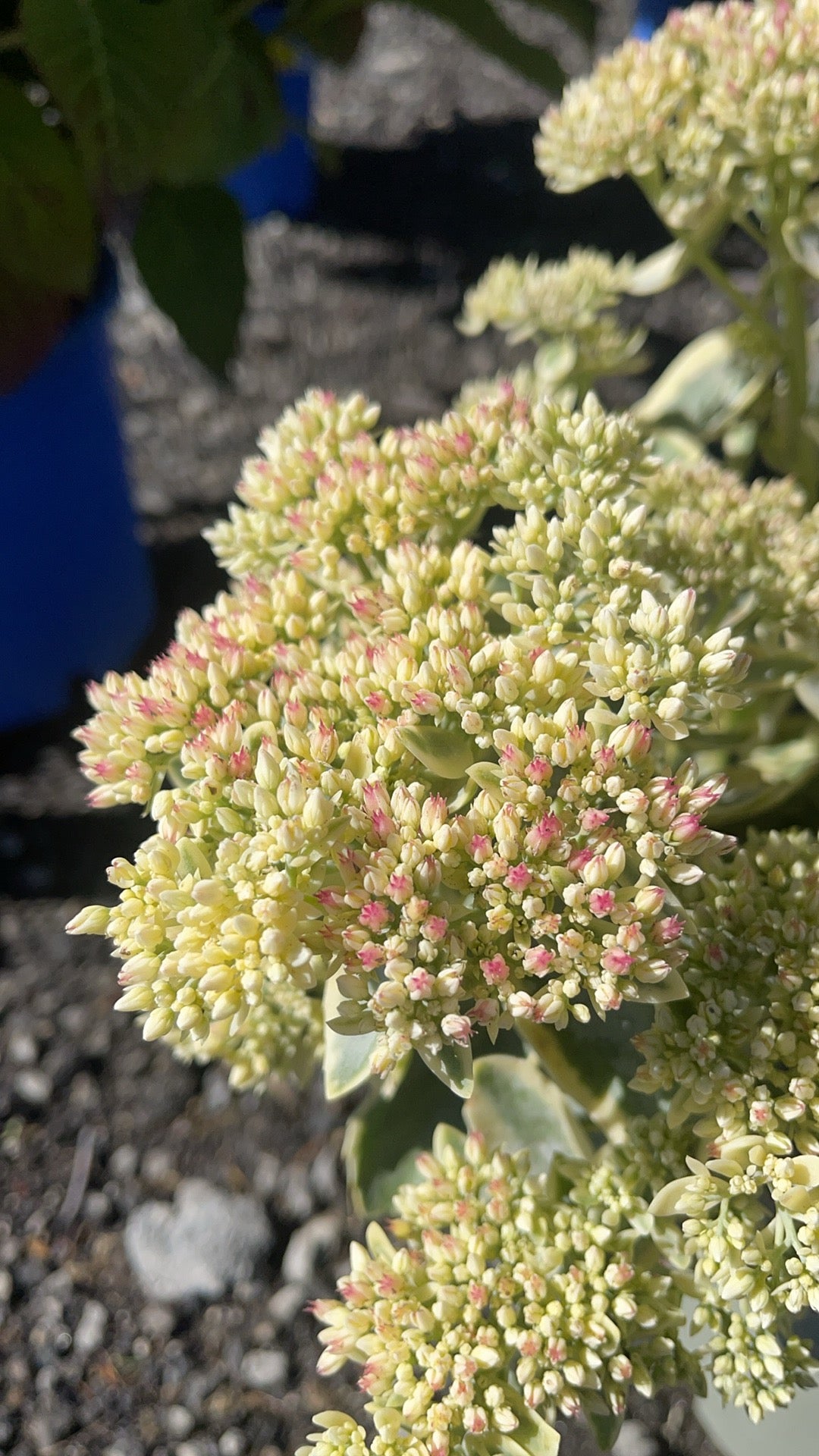 Sedum 'Frosted fire'