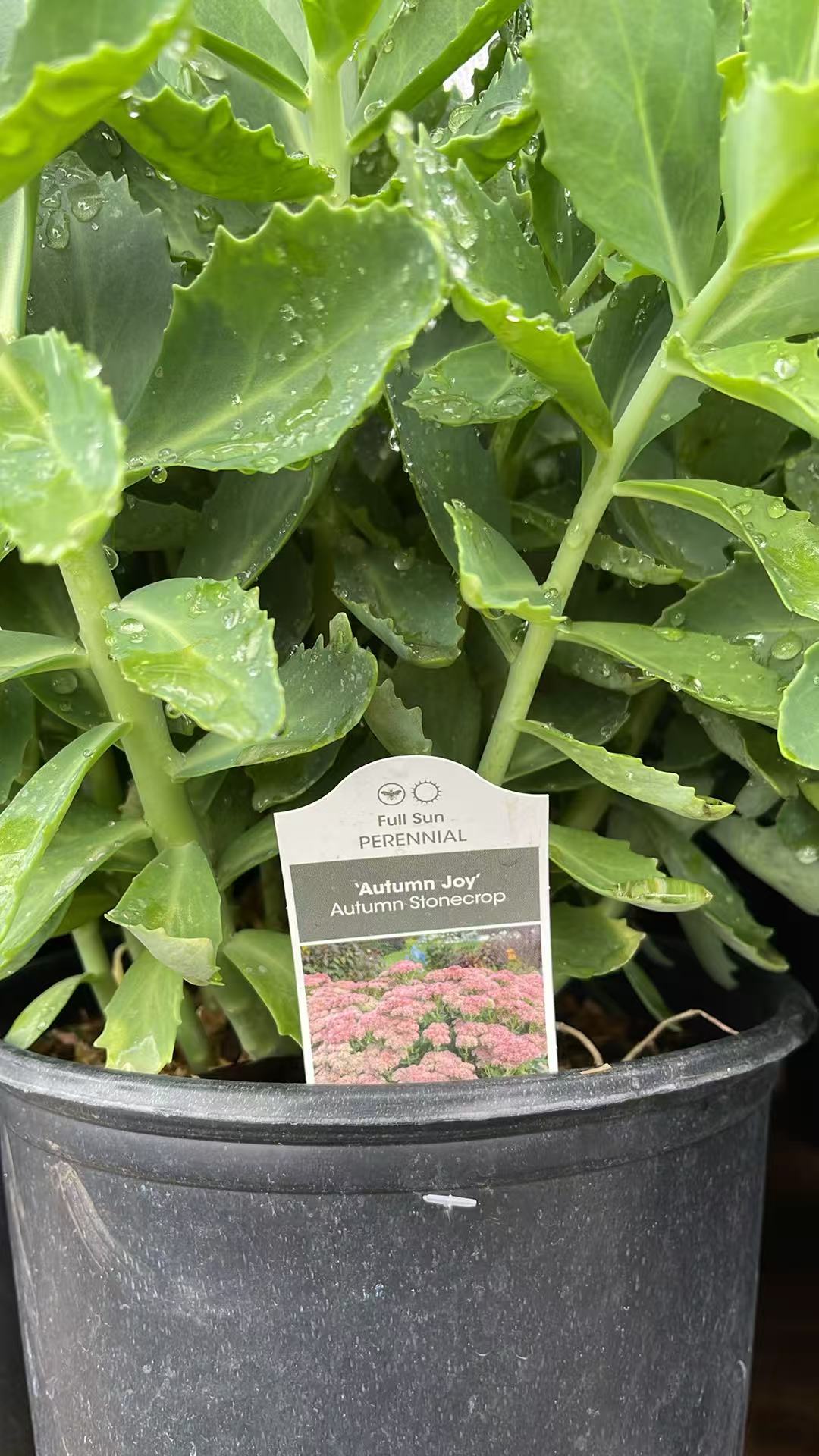 Sedum 'Autumn Joy'