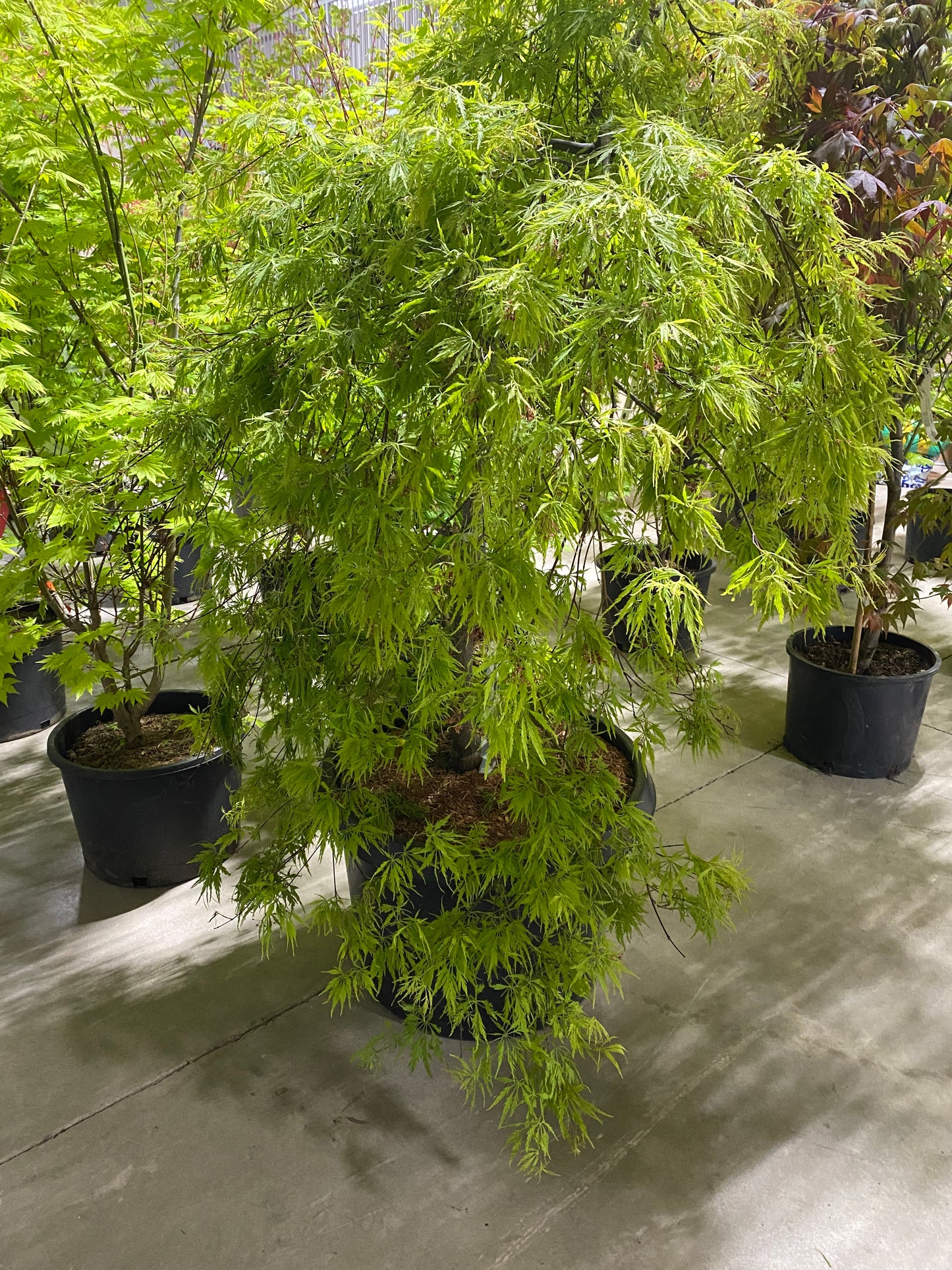 Acer Palmatum Seiryu