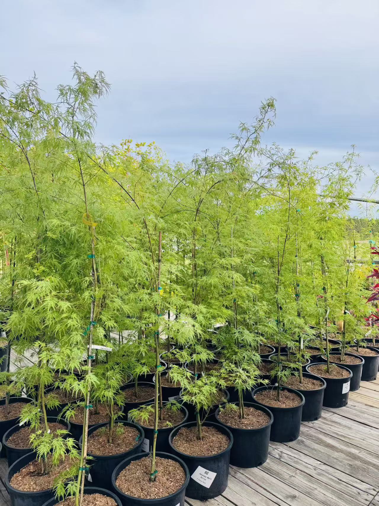Acer Palmatum Seiryu