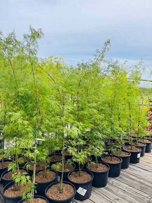 Acer Palmatum Seiryu