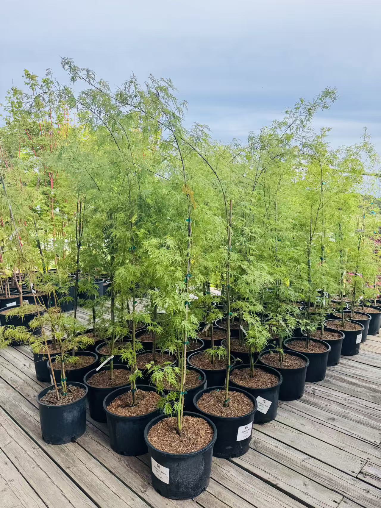 Acer Palmatum Seiryu