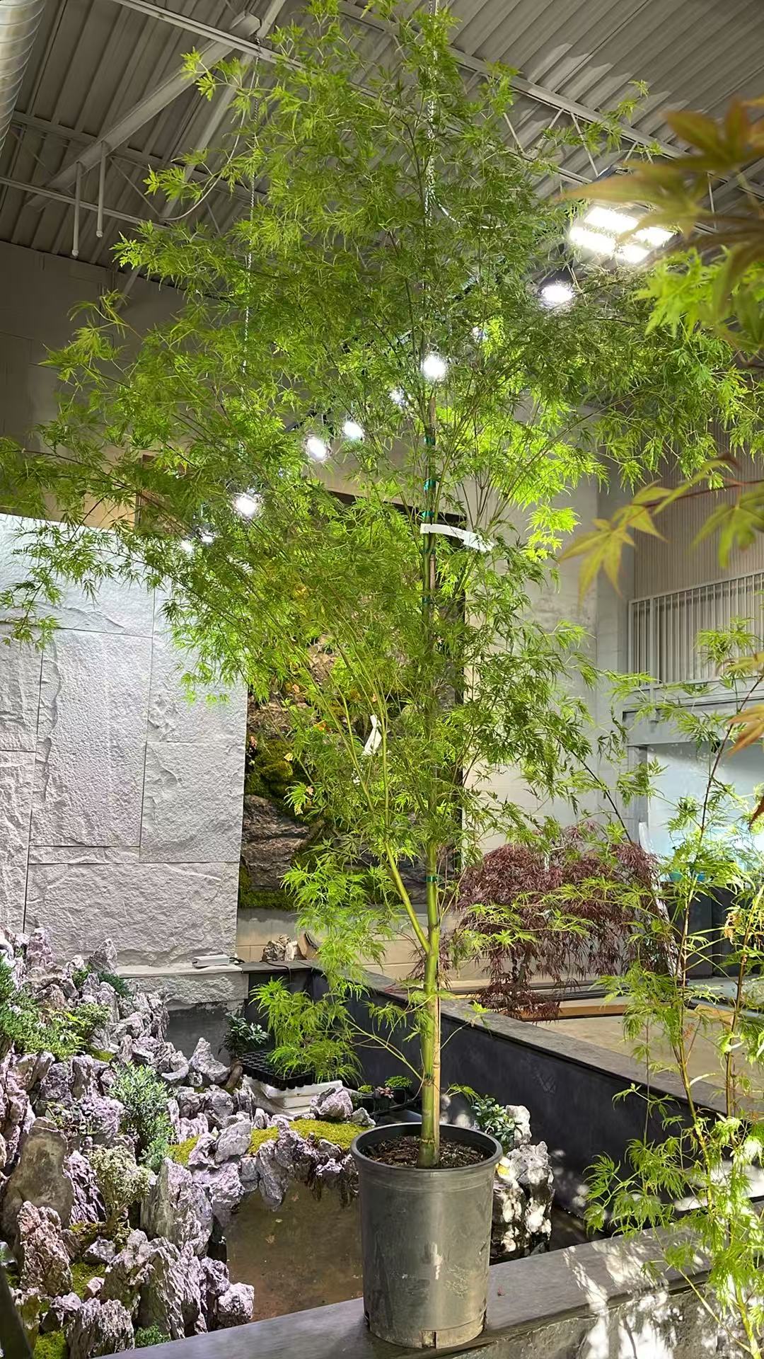Acer Palmatum Seiryu