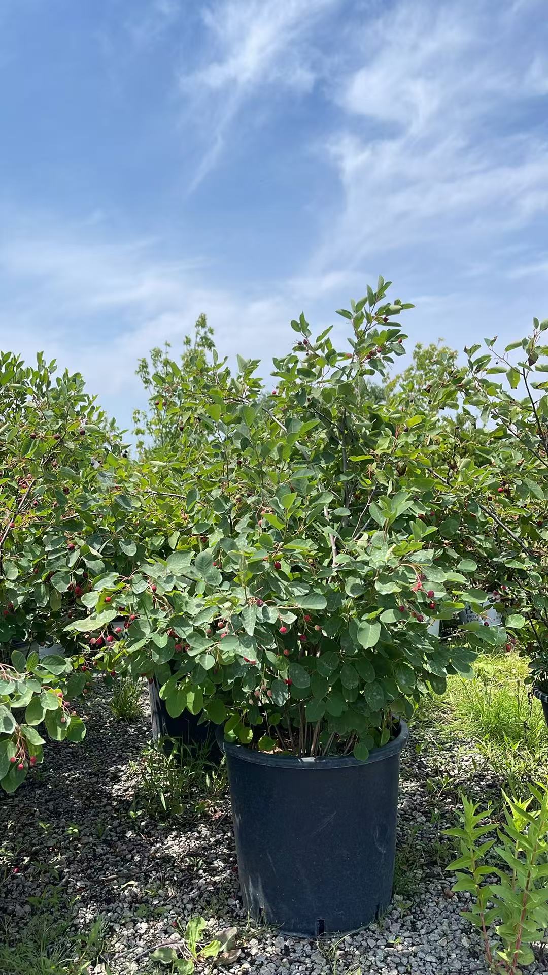 Canadian Serviceberry