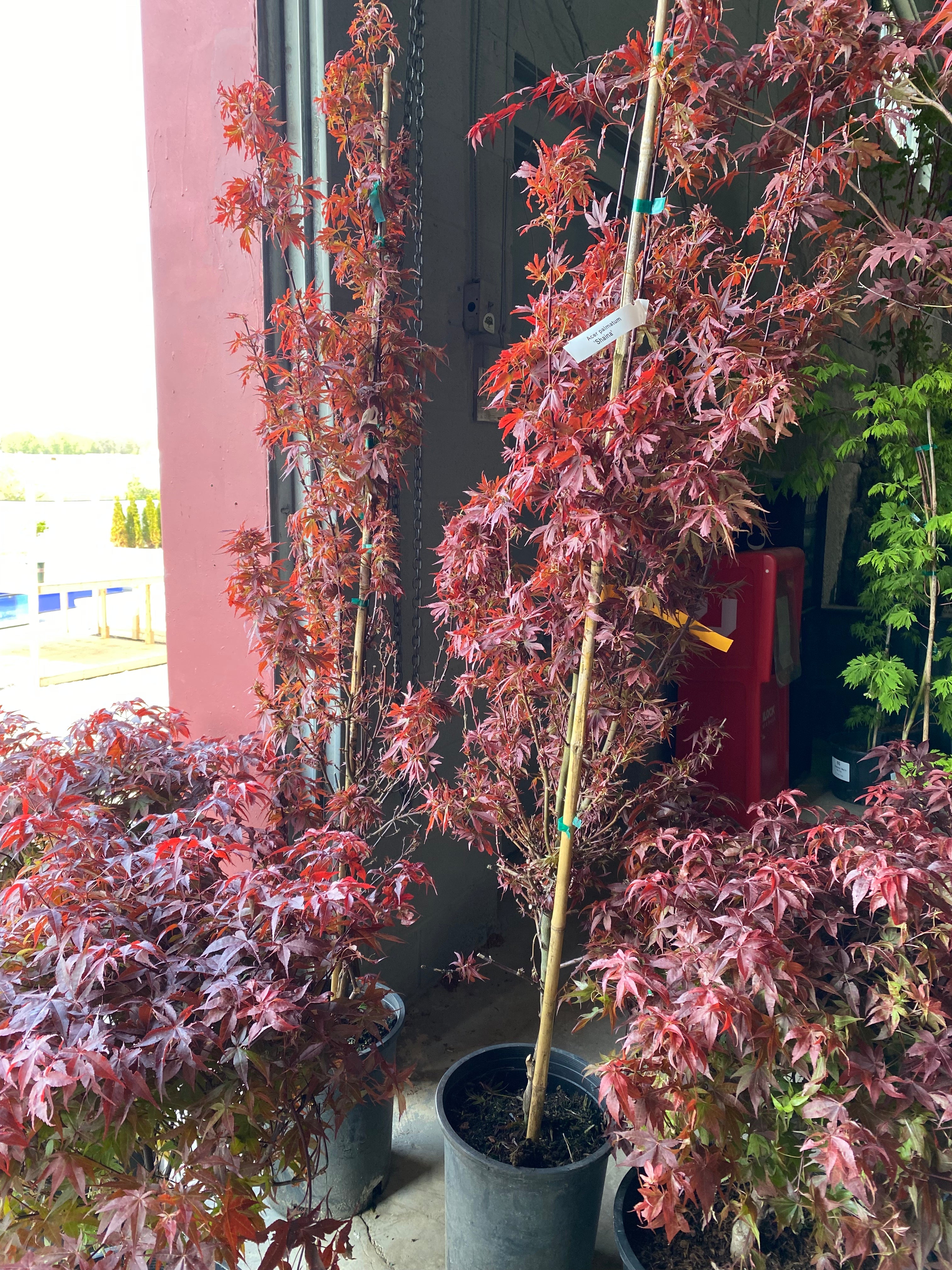Acer palmatum 'Shaina' – zforcefarm