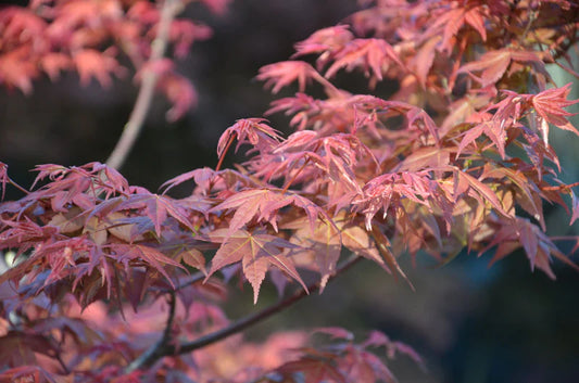 Acer Palmatum 'Shindeshojo'