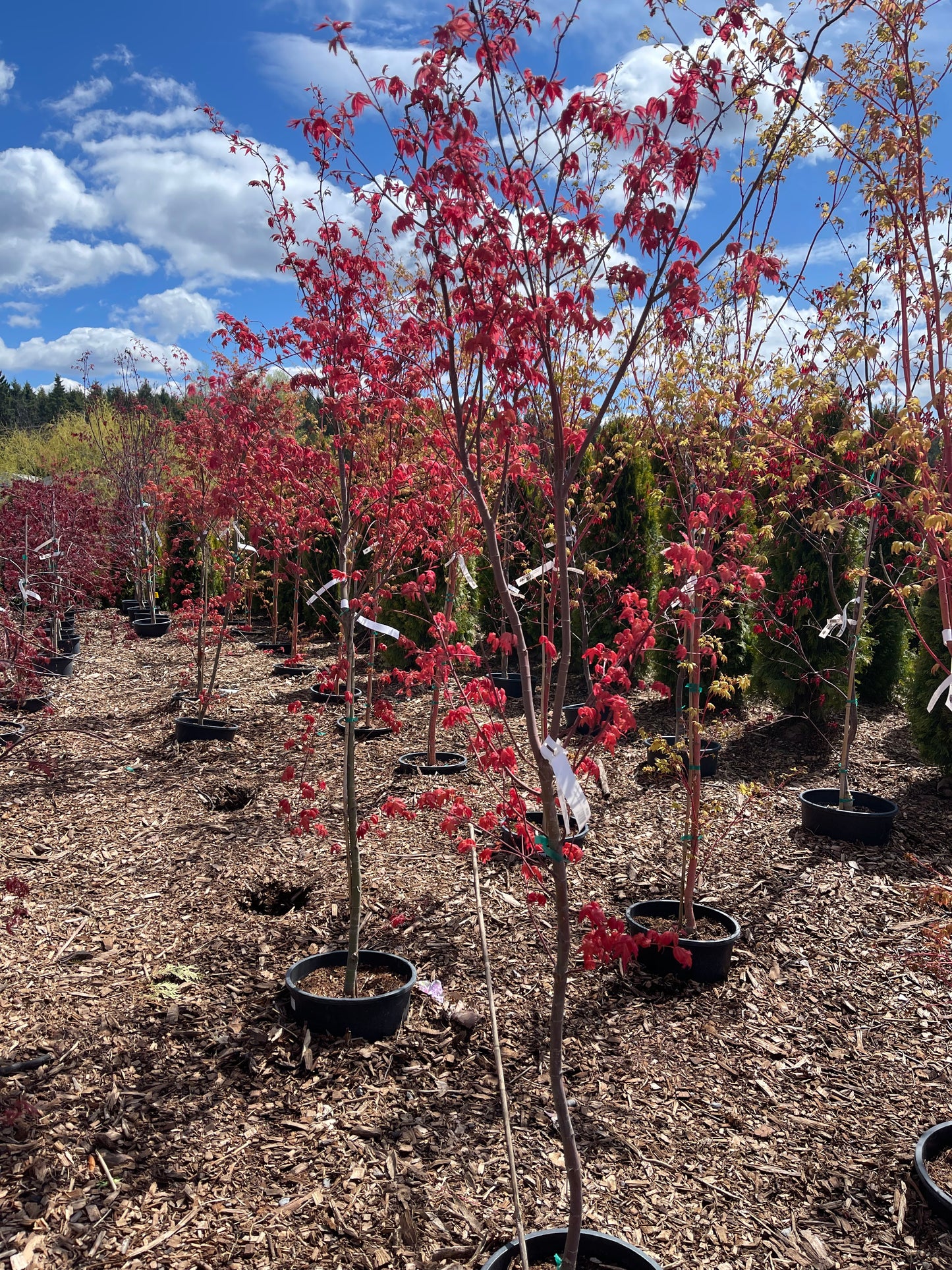 Acer Palmatum 'Shindeshojo'