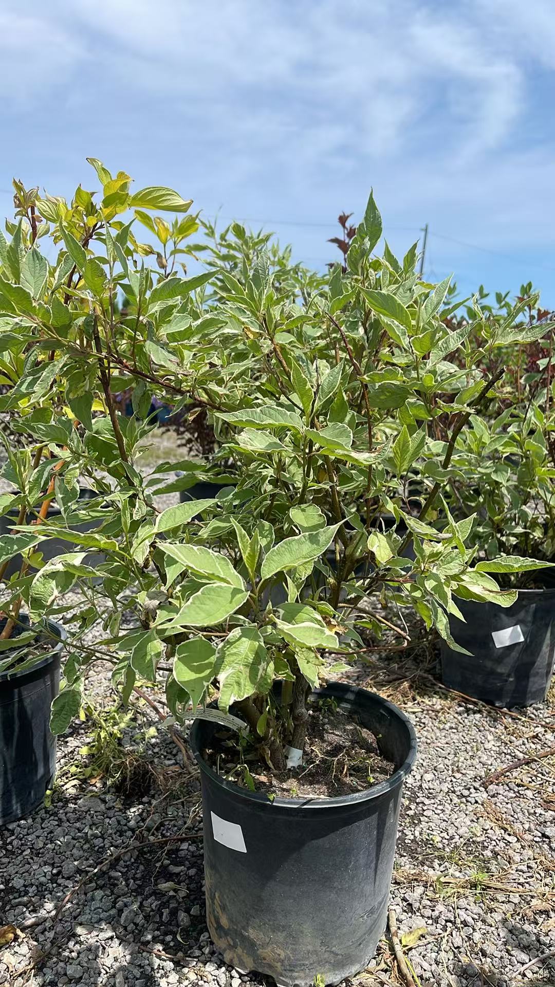 Silverleaf Dogwood
